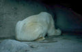 polar bear cave 1 Vintage A4 Photo Print