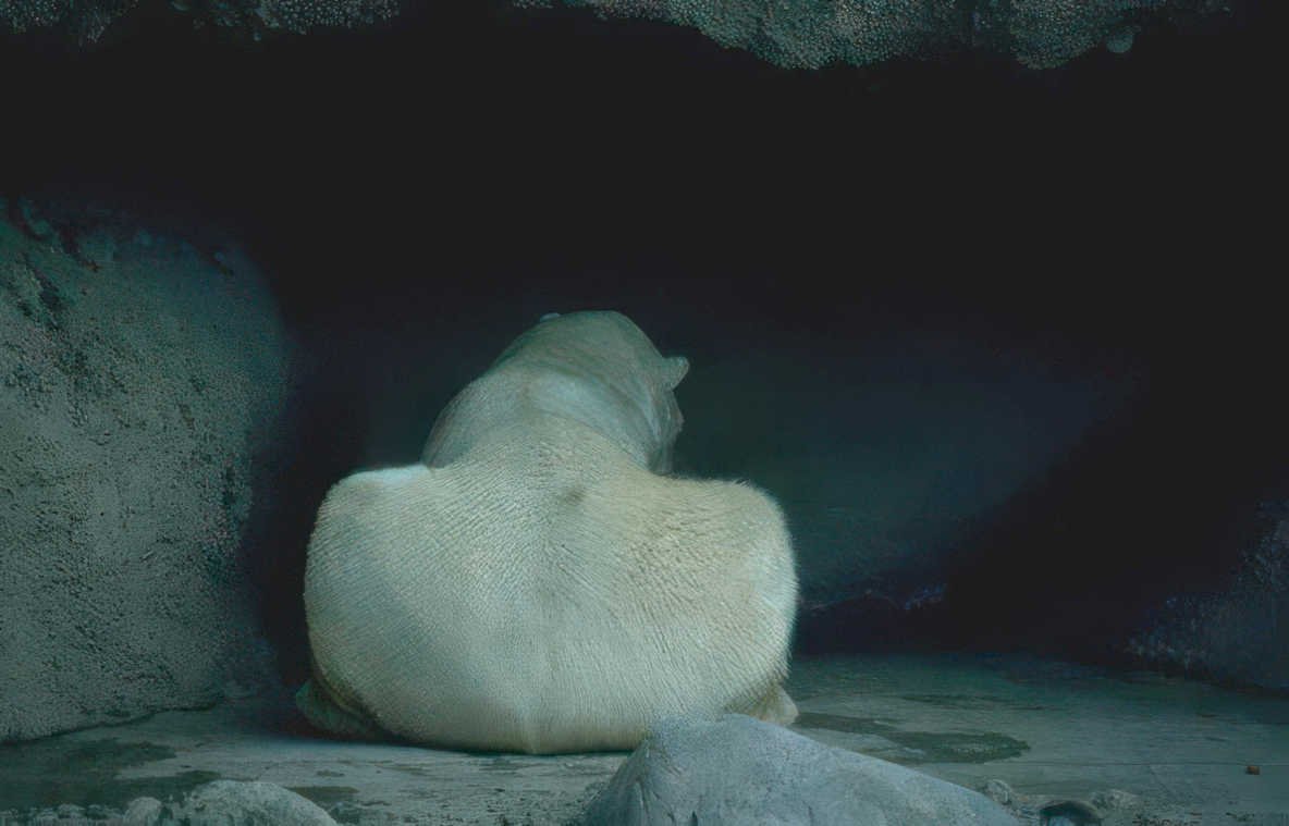 polar bear cave 2 Vintage A4 Photo Print
