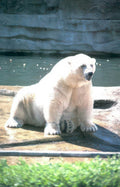 polar bear concrete 1 Vintage A4 Photo Print
