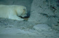 polar bear concrete 2 Vintage A4 Photo Print