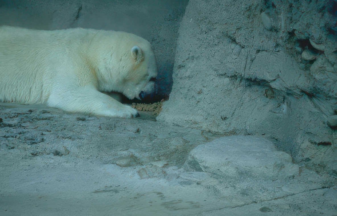 polar bear concrete 2 Vintage A4 Photo Print