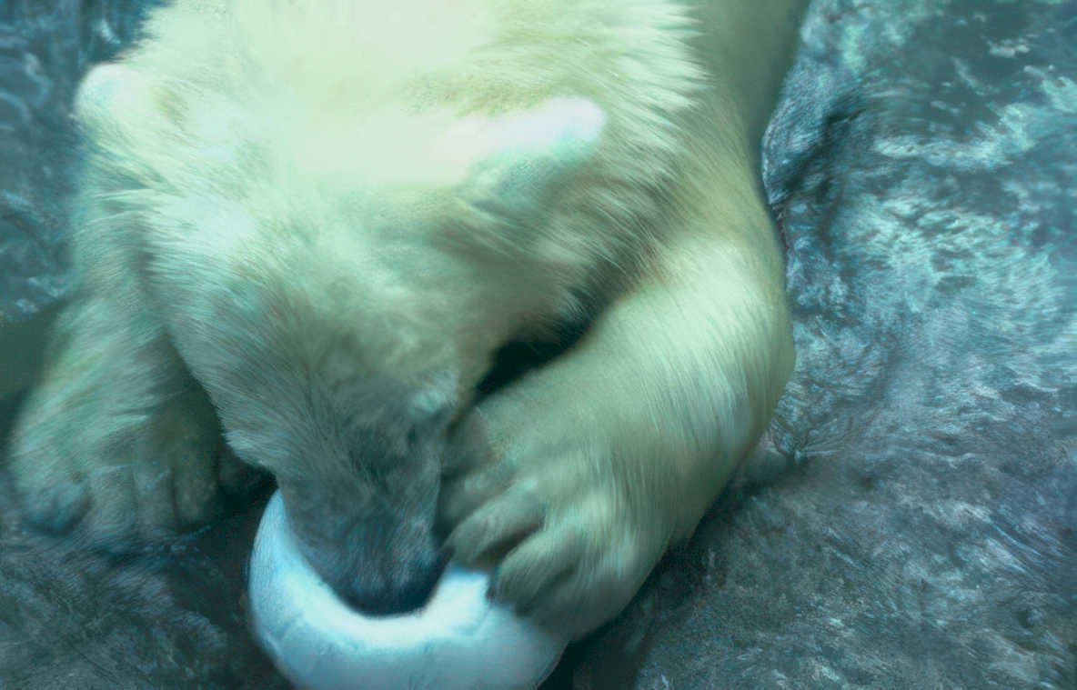 polar bear cub Vintage A4 Photo Print
