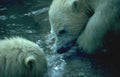 polar bear cubs Vintage A4 Photo Print