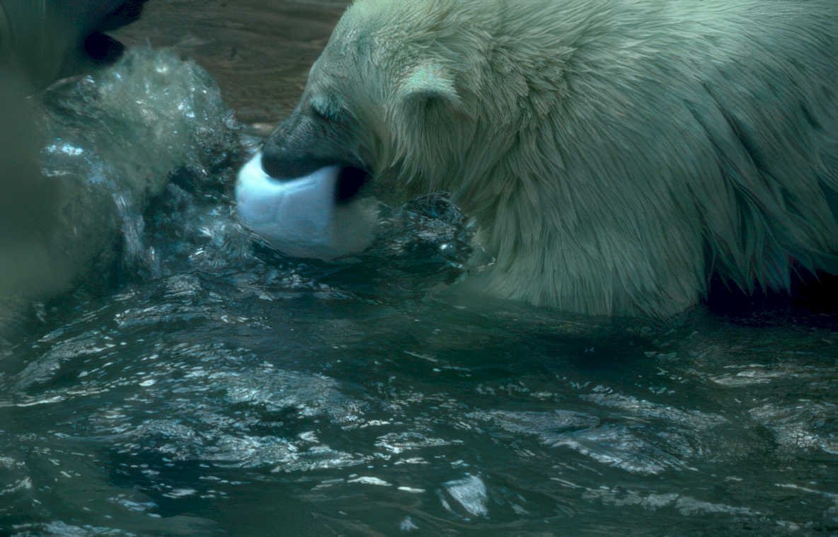 polar bear fish Vintage A4 Photo Print