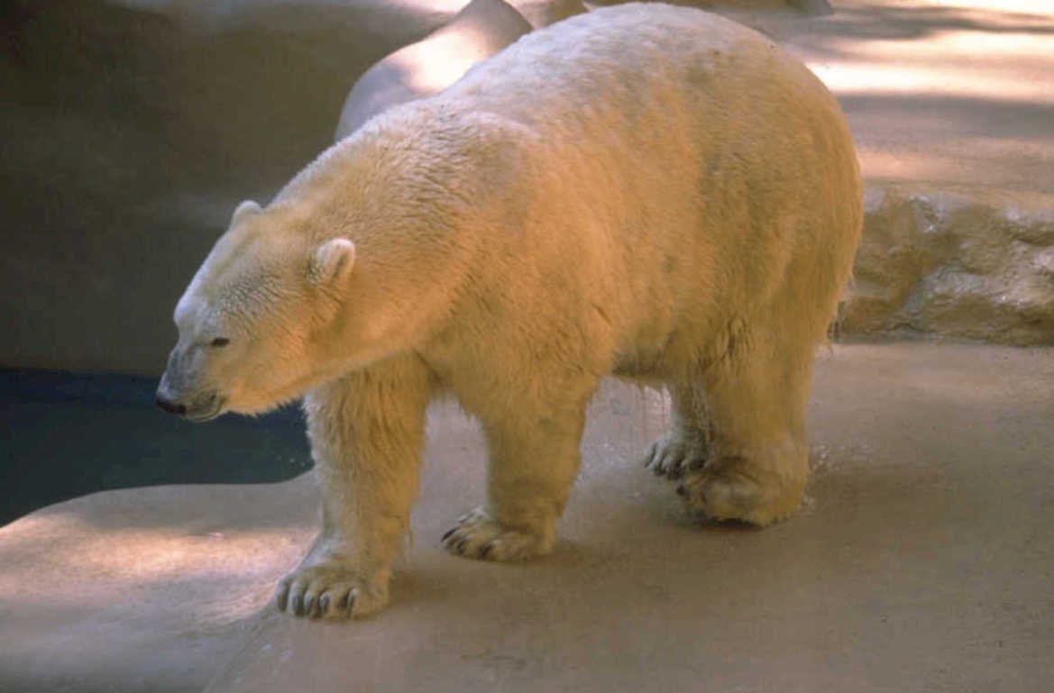 polar bear habitat 1980s 1990s A4 Photo Print