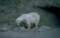 polar bear habitat Vintage A4 Photo Print