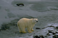 polar bear ice 1 1980s 1990s A4 Photo Print