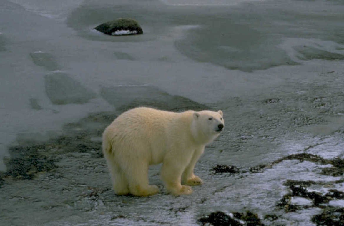 polar bear ice 1 1980s 1990s A4 Photo Print