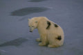 polar bear ice 1980s 1990s A4 Photo Print