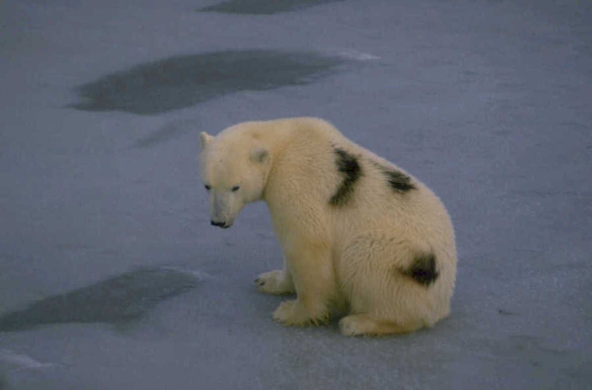 polar bear ice 1980s 1990s A4 Photo Print