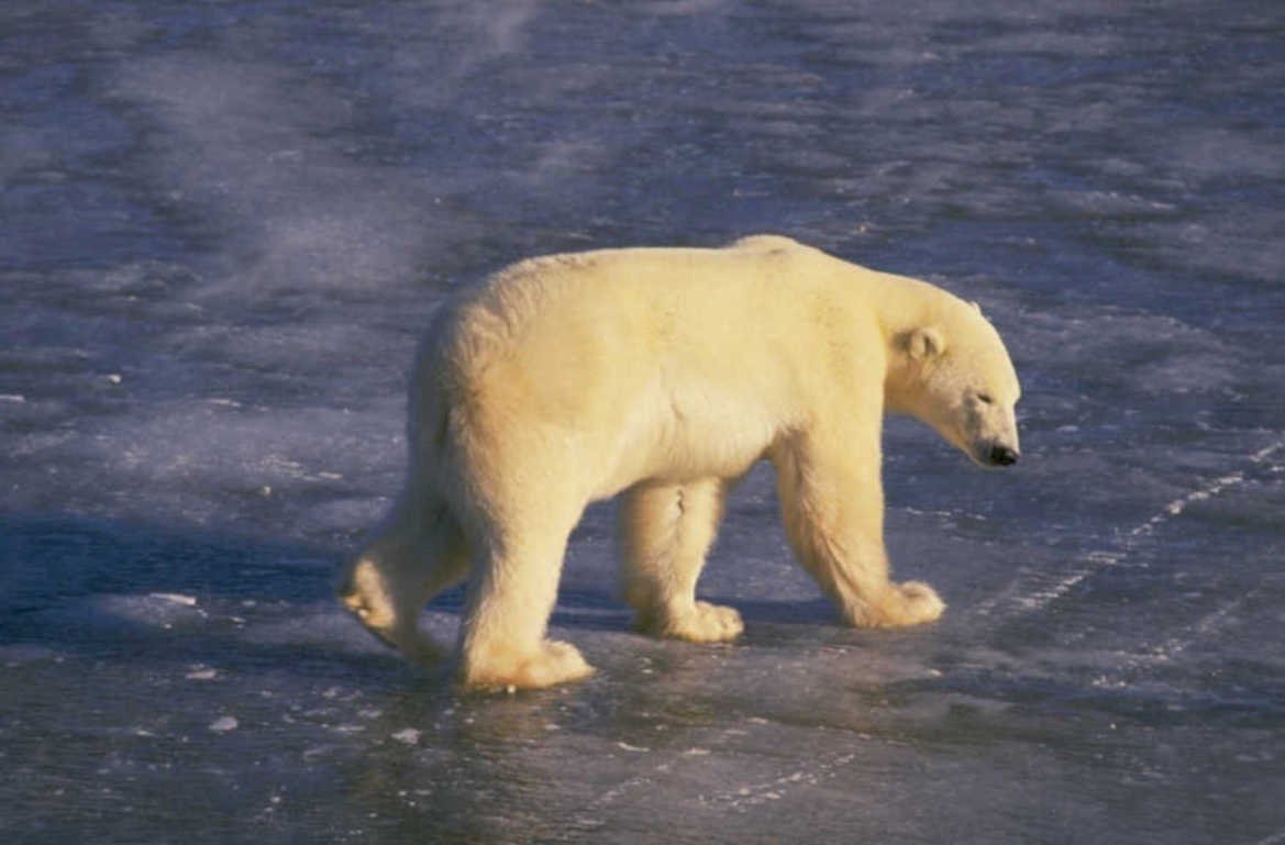 polar bear ice 2 1980s 1990s A4 Photo Print