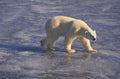 polar bear ice 3 1980s 1990s A4 Photo Print
