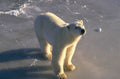 polar bear ice 4 1980s 1990s A4 Photo Print