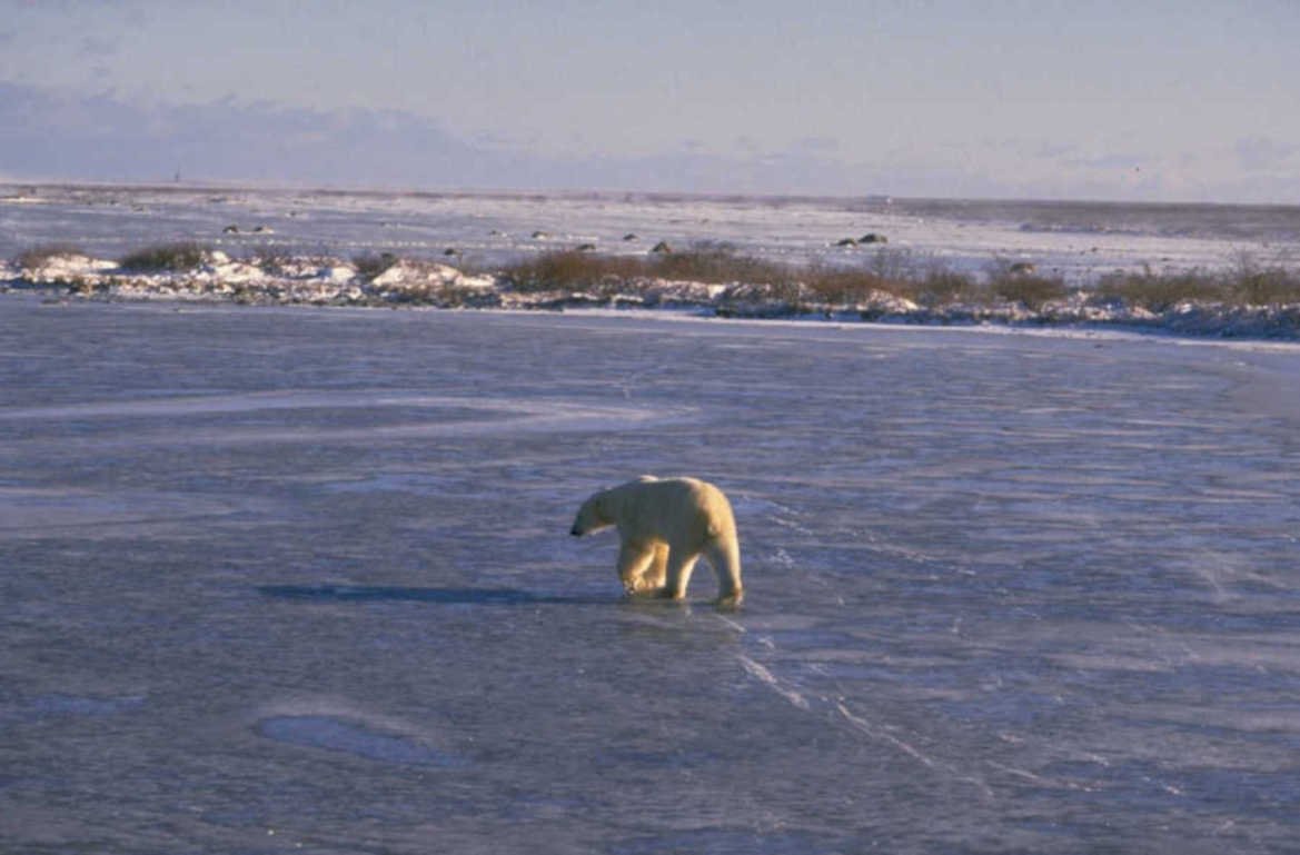 polar bear ice 5 1980s 1990s A4 Photo Print