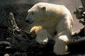 polar bear log 1980s 1990s A4 Photo Print