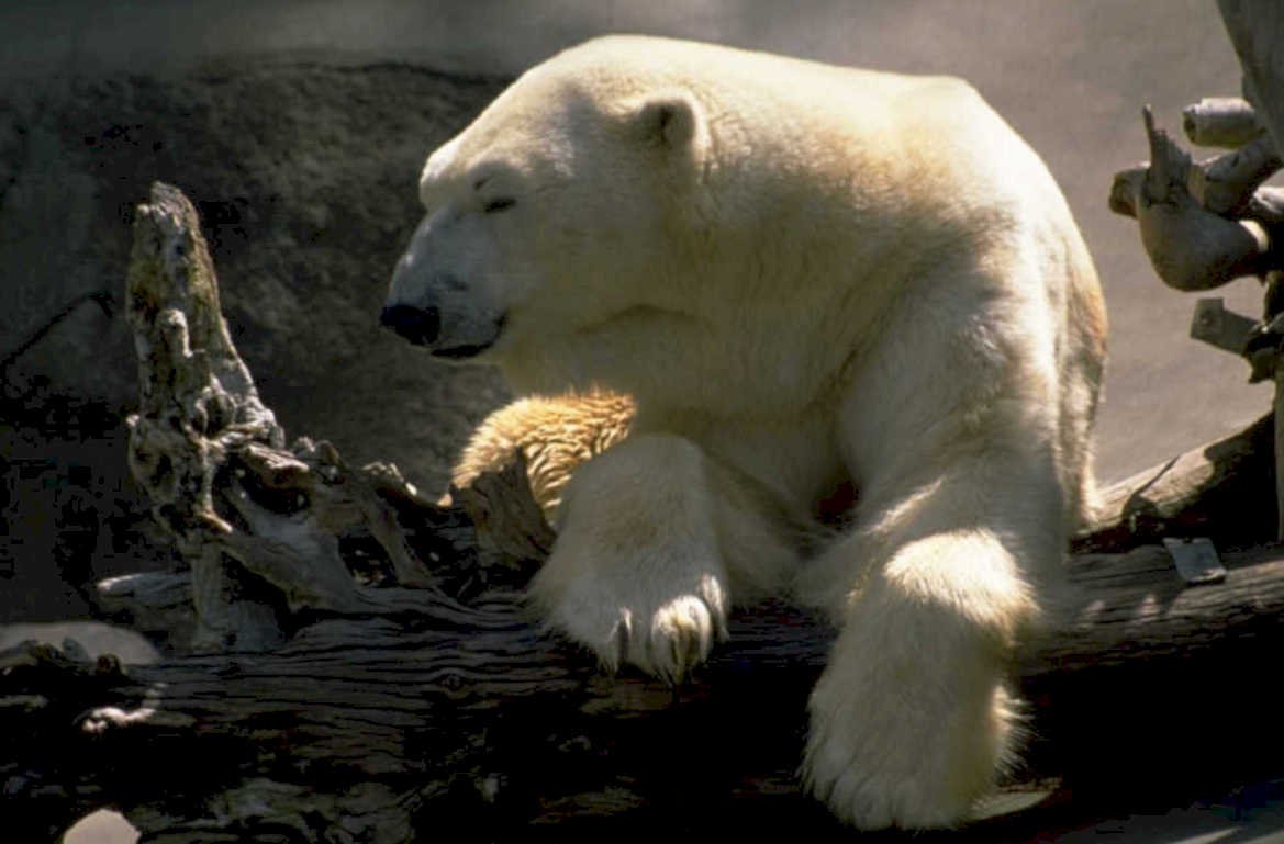 polar bear log 1980s 1990s A4 Photo Print