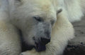 polar bear portrait 2 Vintage A4 Photo Print