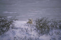 polar bear riverbank 1980s 1990s A4 Photo Print