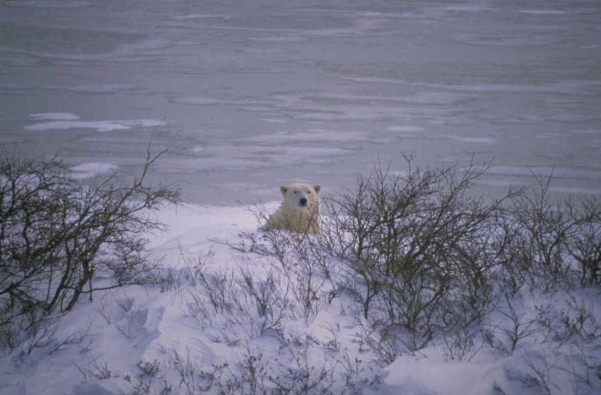 polar bear riverbank 1980s 1990s A4 Photo Print
