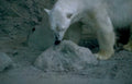 polar bear rock 1 Vintage A4 Photo Print