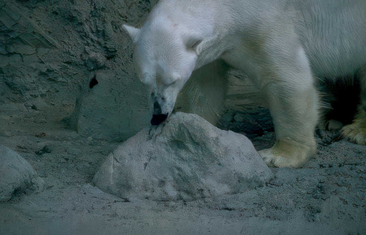 polar bear rock 1 Vintage A4 Photo Print