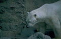 polar bear rock 2 Vintage A4 Photo Print