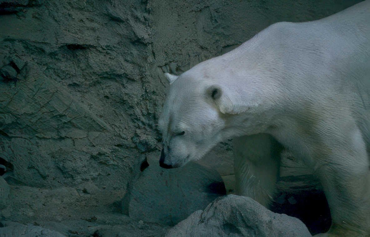 polar bear rock 2 Vintage A4 Photo Print
