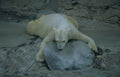polar bear rock 3 Vintage A4 Photo Print