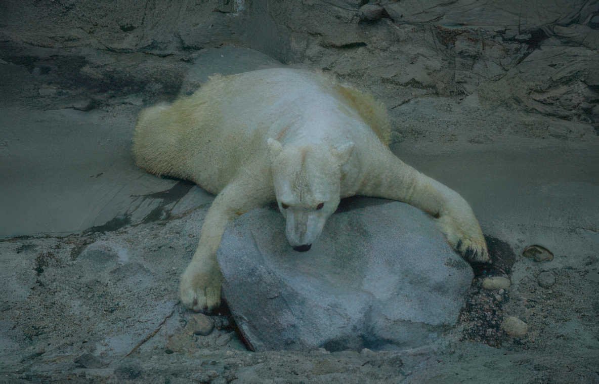 polar bear rock 3 Vintage A4 Photo Print