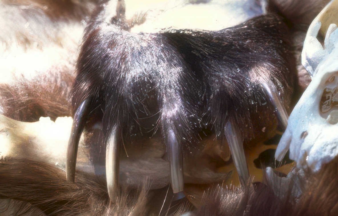 polar bear skull Vintage A4 Photo Print