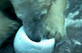 polar bear soccerball Vintage A4 Photo Print