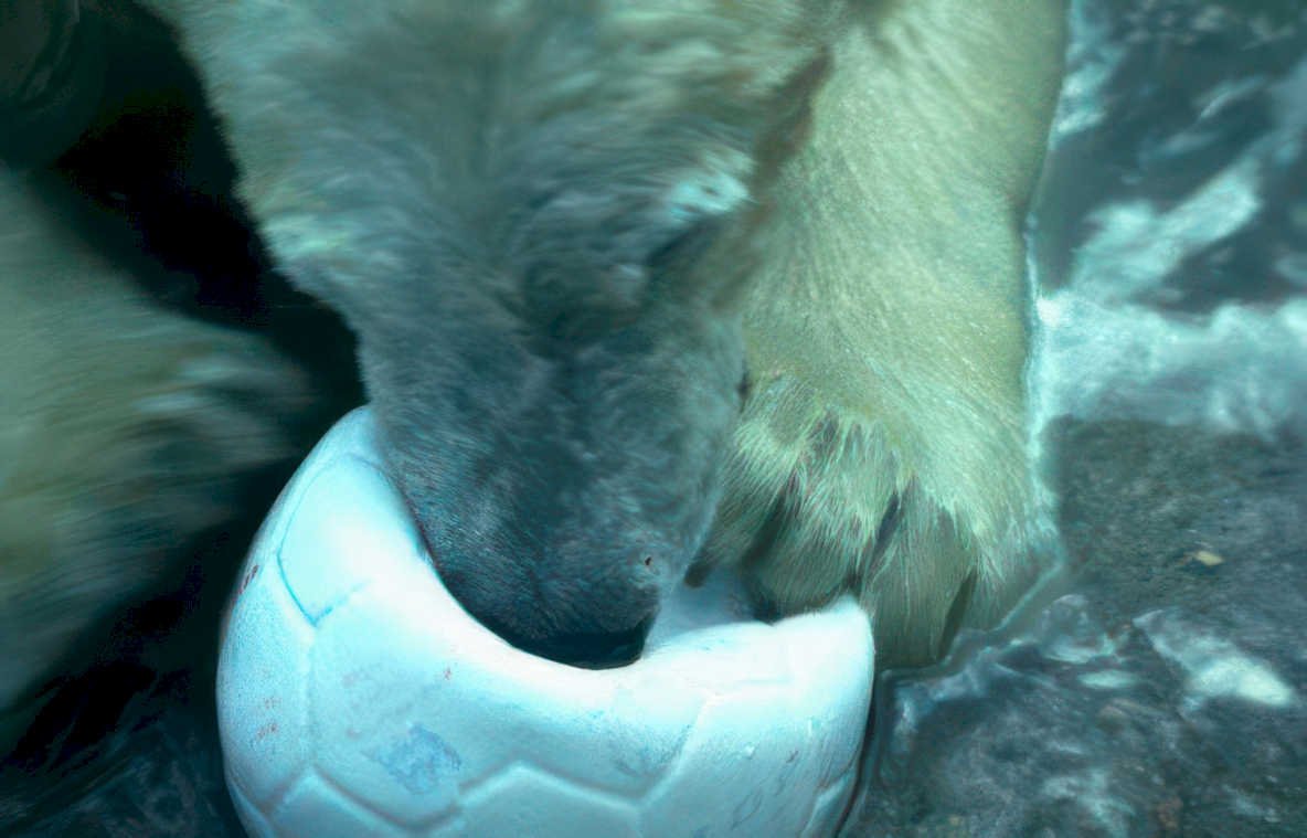 polar bear soccerball Vintage A4 Photo Print