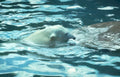 polar bear underwater Vintage A4 Photo Print