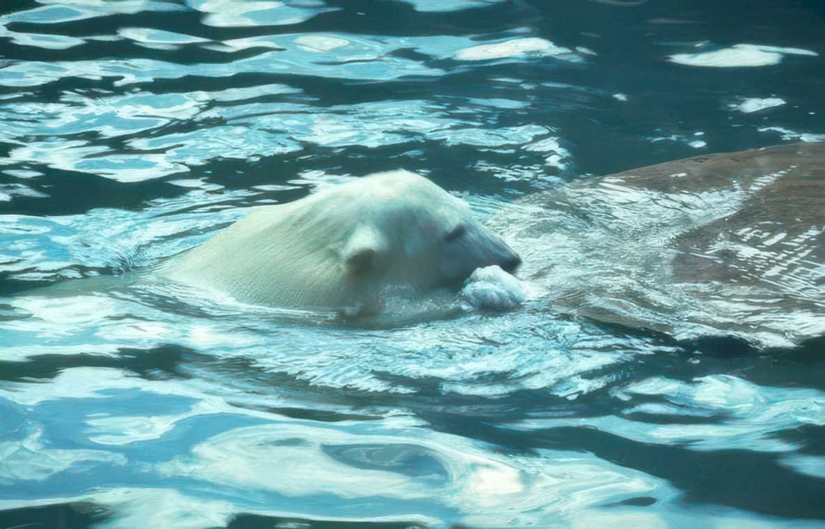 polar bear underwater Vintage A4 Photo Print