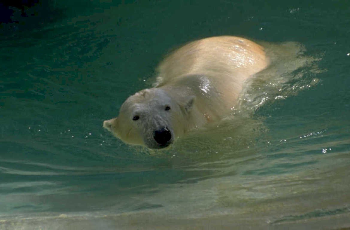 polar bear water 2 1980s 1990s A4 Photo Print