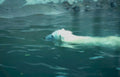 polar bear water Vintage A4 Photo Print