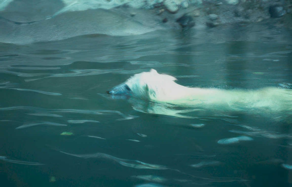 polar bear water Vintage A4 Photo Print