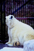 polar bear zoo1980s 1990s A4 Photo Print