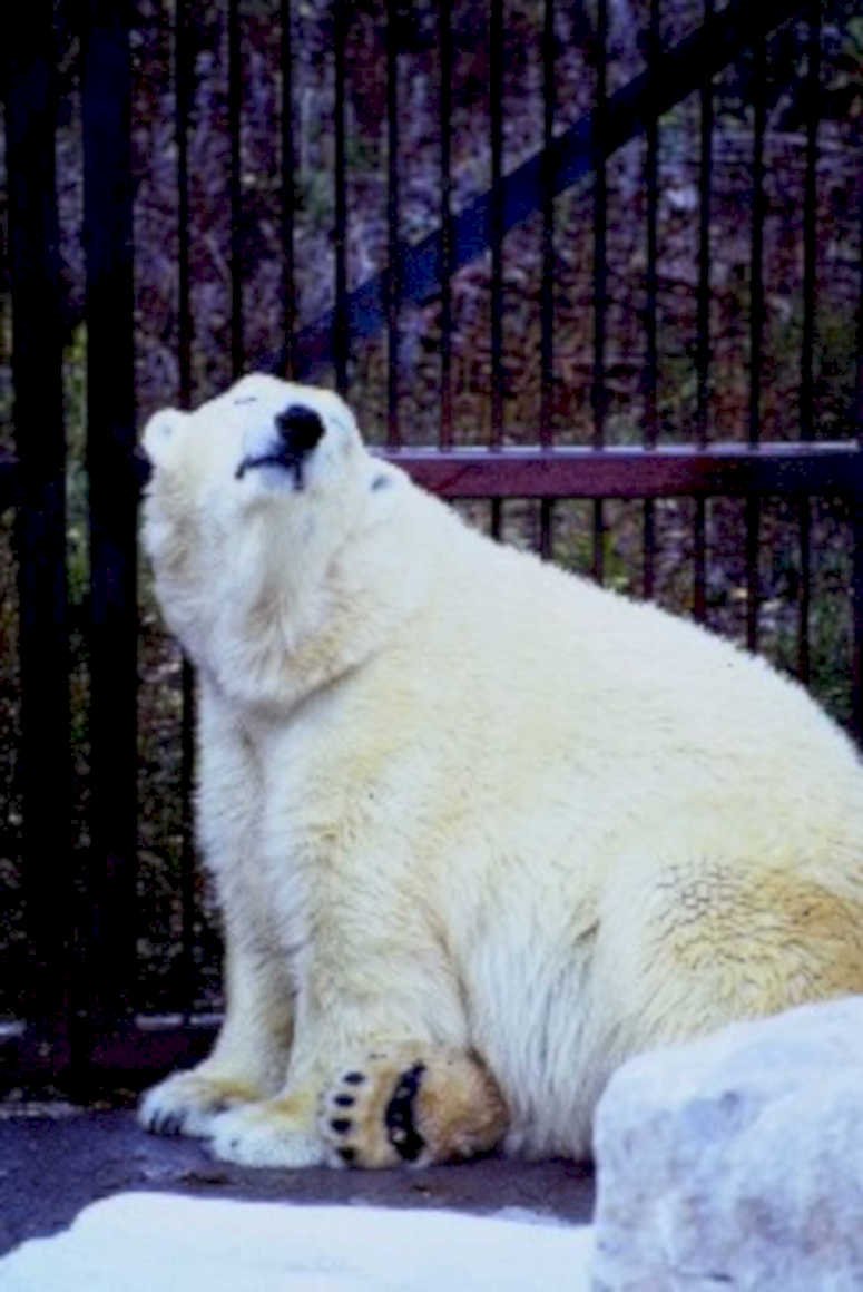 polar bear zoo1980s 1990s A4 Photo Print