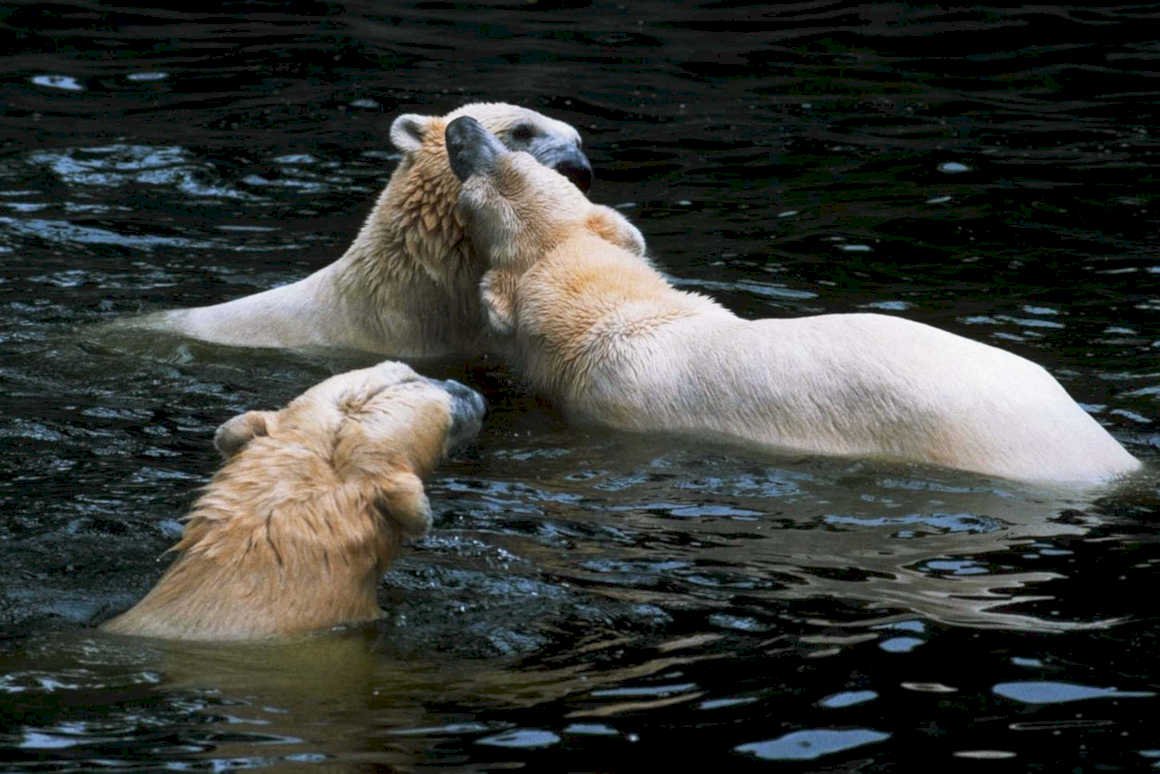 polar bears aquatic1980s 1990s A4 Photo Print