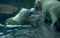 polar bears ice Vintage A4 Photo Print