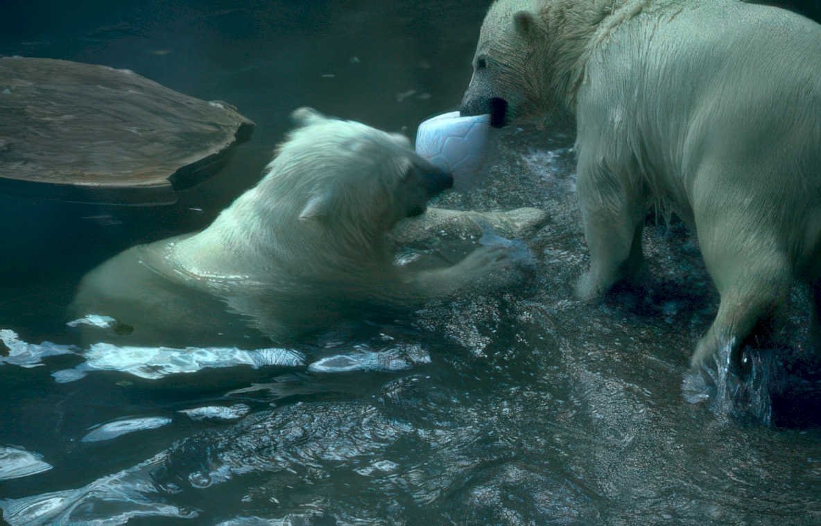 polar bears ice Vintage A4 Photo Print