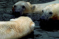 polar bears river1980s 1990s A4 Photo Print