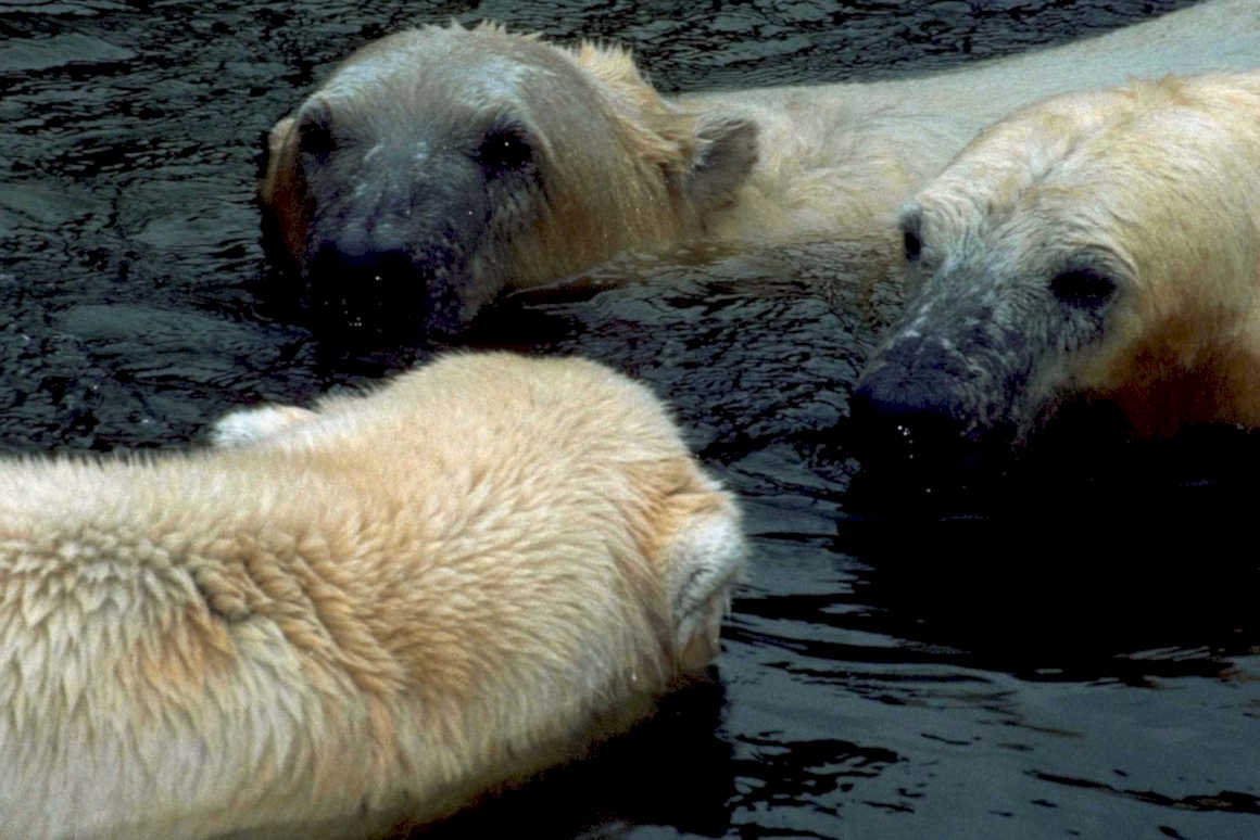 polar bears river1980s 1990s A4 Photo Print