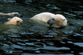 polar bears swimming1980s 1990s A4 Photo Print
