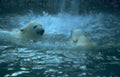 polar bears waterfall 1 Vintage A4 Photo Print