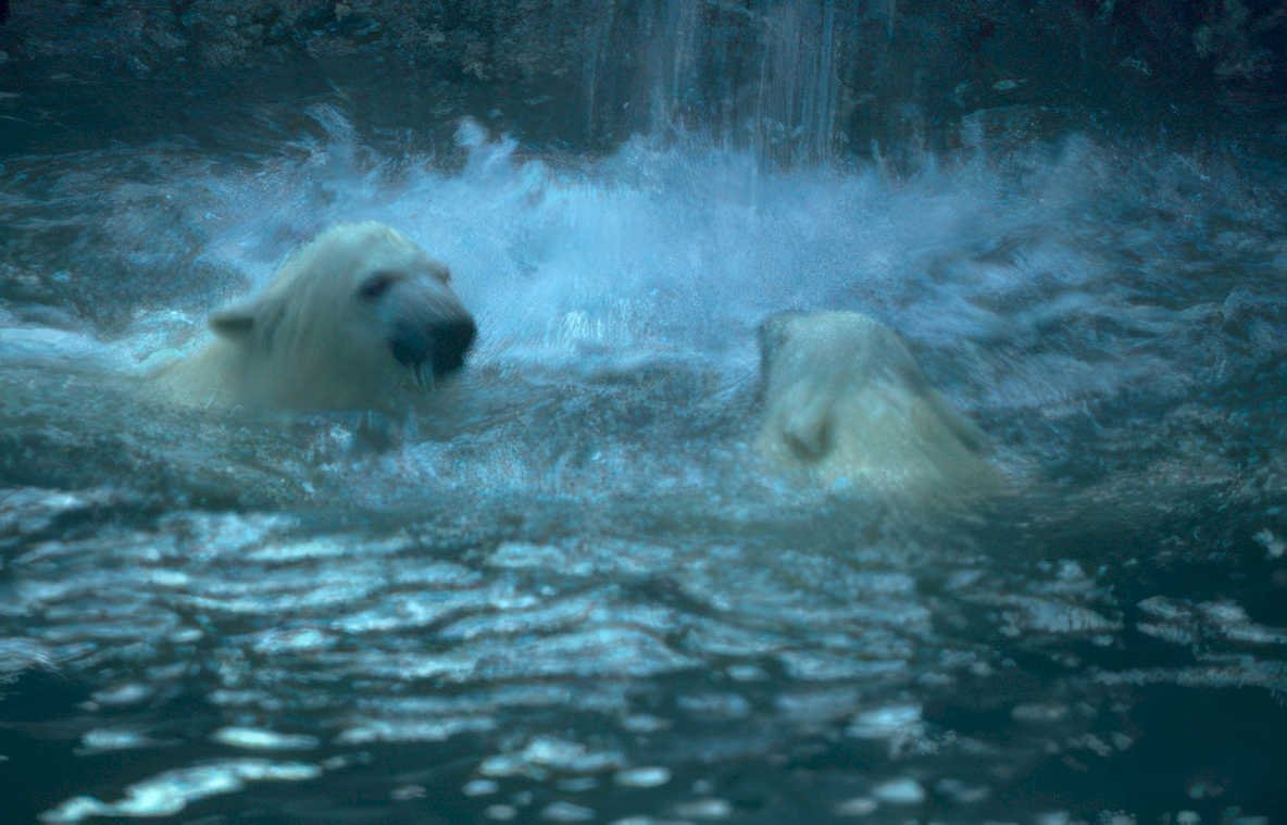 polar bears waterfall 1 Vintage A4 Photo Print