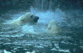 polar bears waterfall 2 Vintage A4 Photo Print