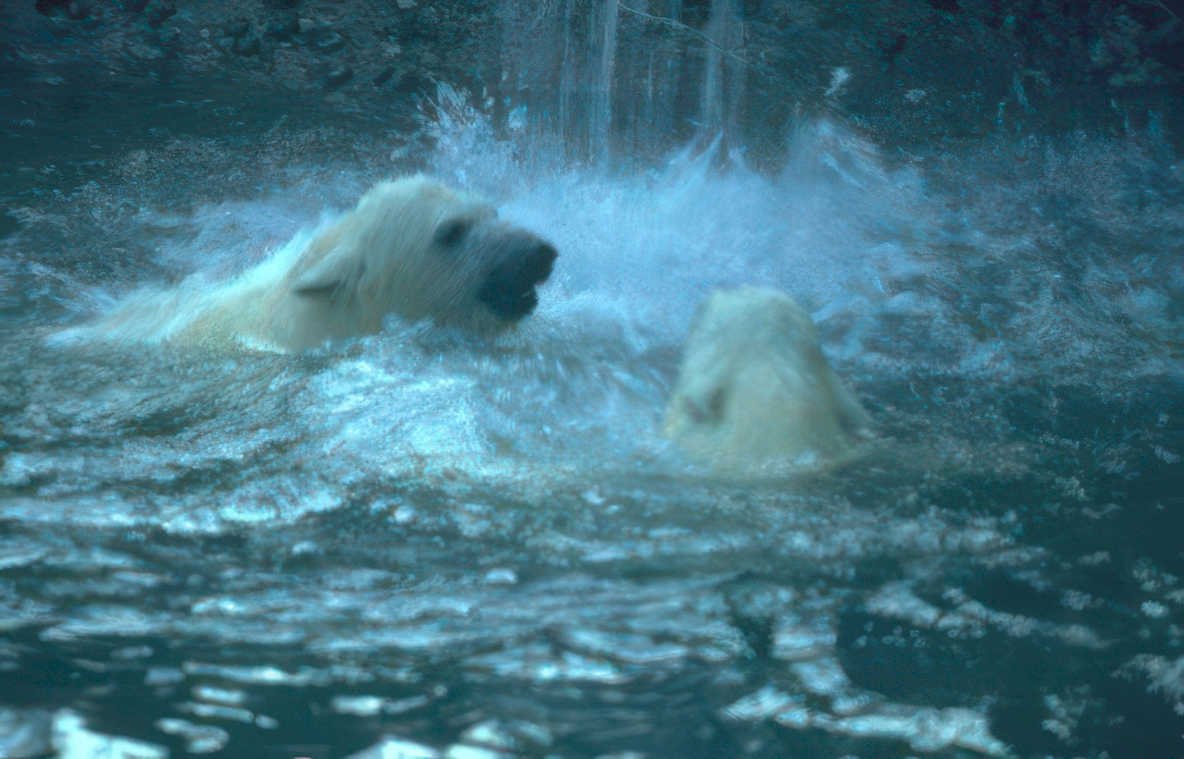 polar bears waterfall 2 Vintage A4 Photo Print