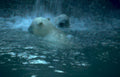 polar bears waterfall 3 Vintage A4 Photo Print